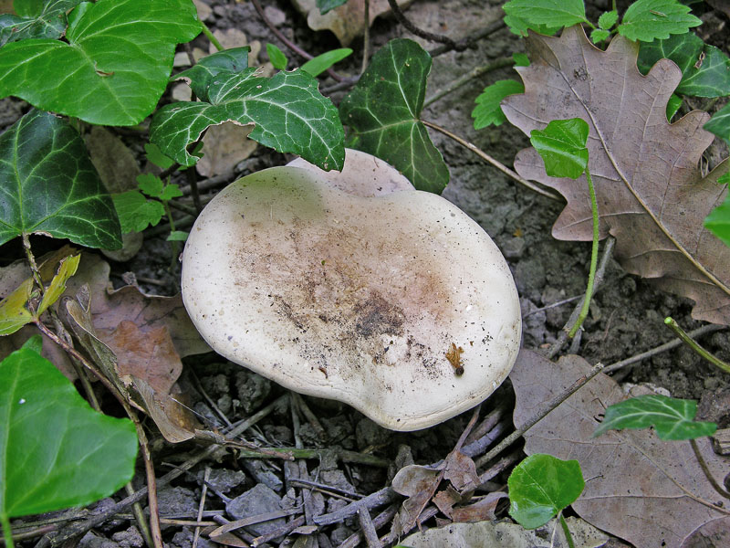 Ritrovamenti venerd� 20 aprile.